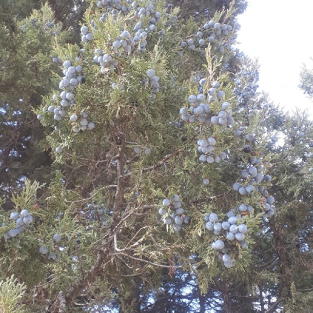juniper-berry-oil4
