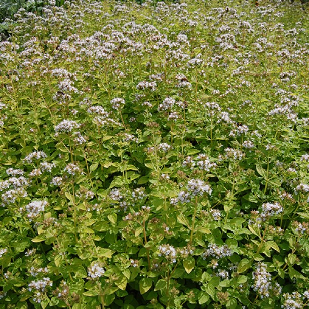 origanum-vulgare68